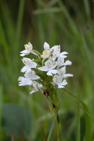 Close Van Bloeiende Witte Wilde Dag Lily Bloem Het Groene — Stockfoto