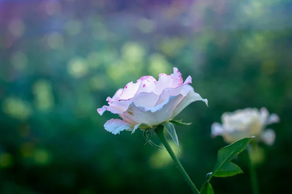 Branch Sweet Pink Yellow Roses Garden — Stock Photo, Image