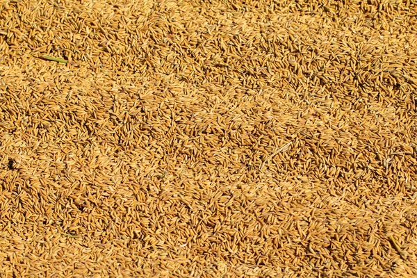 Process Drying Rice Seed Outdoor Sun Light — Stock Photo, Image