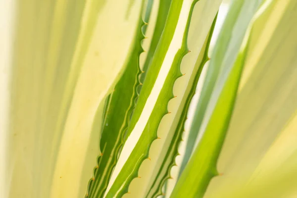 Close Caribbean Agave Leaves Detail Nature Background — Stock Photo, Image