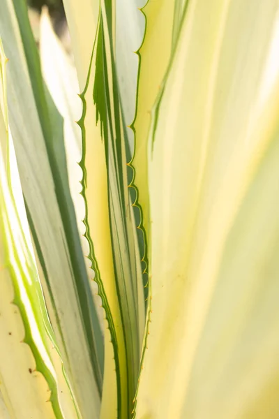 Close Caribbean Agave Leaves Detail Nature Background — Stock Photo, Image