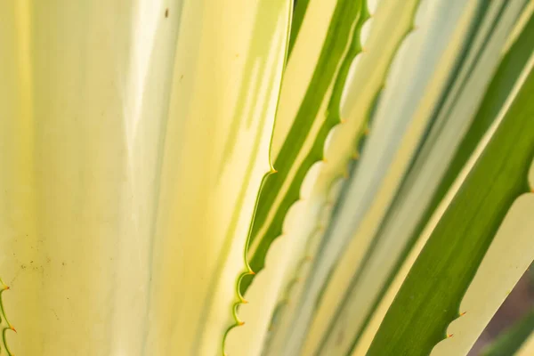 Close Caribbean Agave Leaves Detail Nature Background — Stock Photo, Image