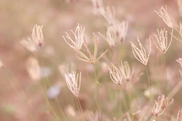 愛やヴィンテージ自然の背景のための日の出光を警告するフィールドや草の花で柔らかいフォーカス牧草地の花 — ストック写真