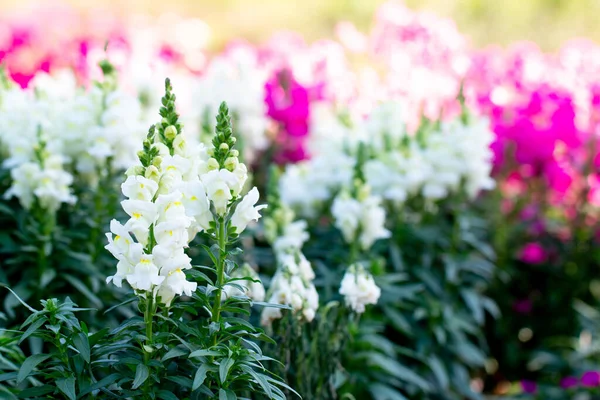 Primer Plano Antirrhinum Majus Snapdragon Flor Gaden — Foto de Stock