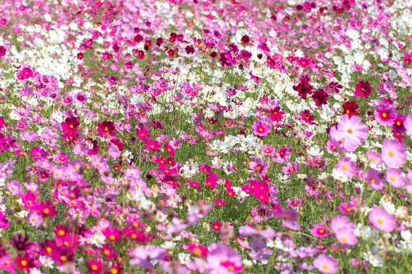 Farbenfrohe Kosmos Blumen Garten — Stockfoto
