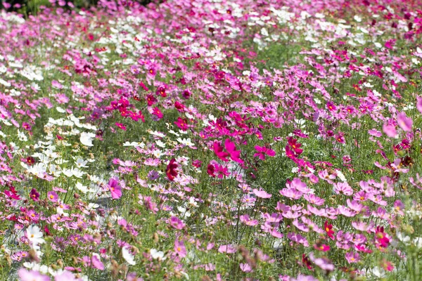 Farbenfrohe Kosmos Blumen Garten — Stockfoto
