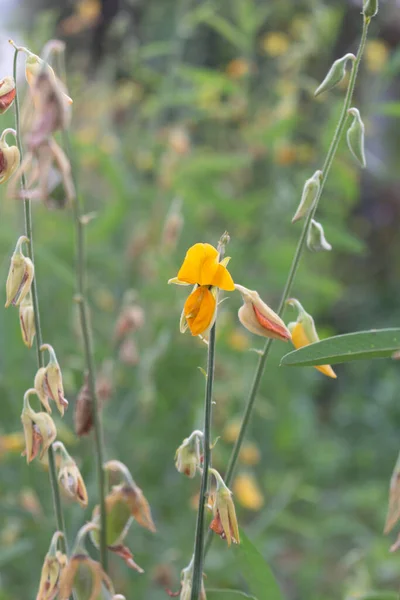 Sonnenhanfblume Aus Nächster Nähe Garten — Stockfoto