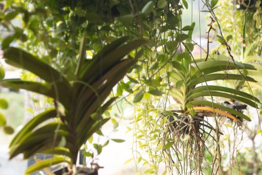 Restorandaki dekoratif makrome bitki askıları..