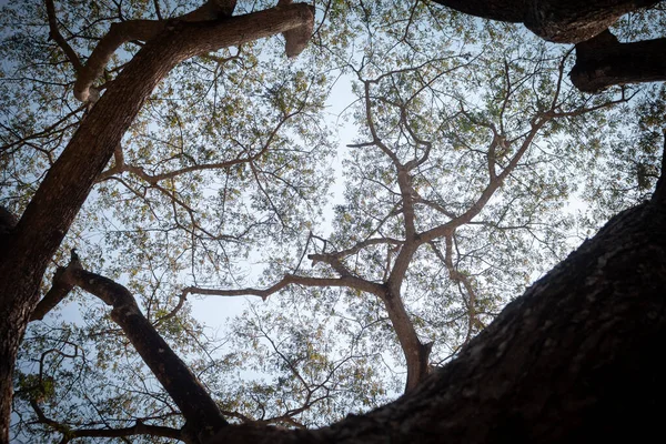 Górny Widok Pod Dużym Drzewem Ciągu Dnia — Zdjęcie stockowe