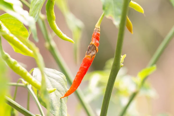 Antracnosová Onemocnění Červených Chilli Papriček Rostlinách — Stock fotografie