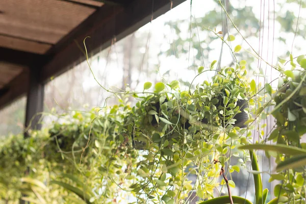 Decorative macrame plant hangers in restaurant.