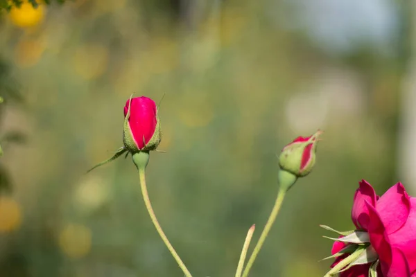 Red Roses Bush Garden — Stock Photo, Image