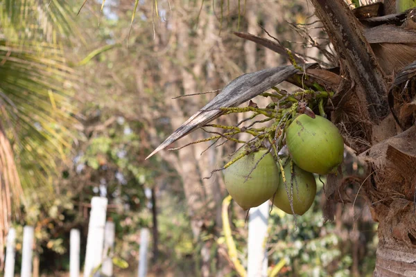 Çiğ Yeşil Hindistan Cevizi Meyvesi — Stok fotoğraf