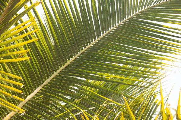 Close Coconut Palm Leaves — Stock Photo, Image