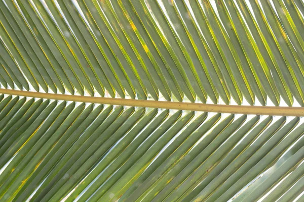 Close Coconut Palm Leaves — Stock Photo, Image