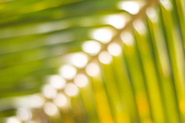 Blurred Coconut Palm Leaves Natural Background — Stock Photo, Image