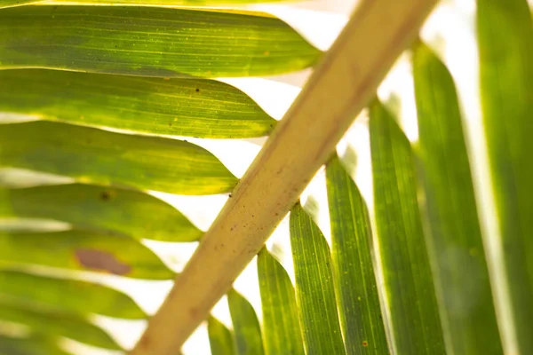 Blurred Coconut Palm Leaves Natural Background — Stock Photo, Image