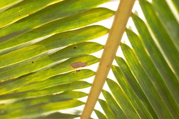 Blurred Coconut Palm Leaves Natural Background — Stock Photo, Image