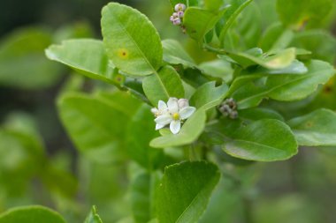 Çiçekli yeşil yapraklı limon ağacı.