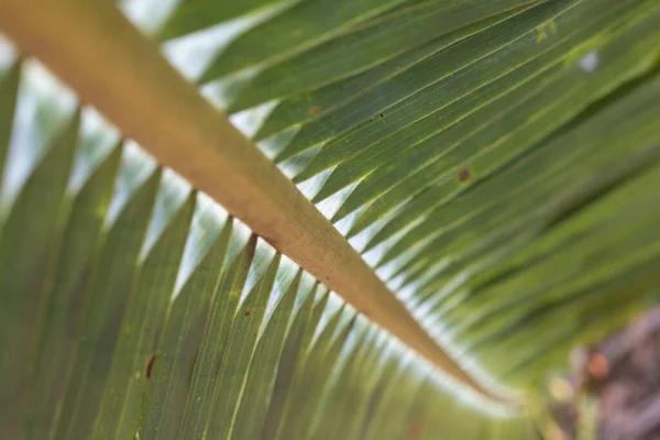 Mengaburkan Daun Kelapa Untuk Latar Belakang Alam — Stok Foto