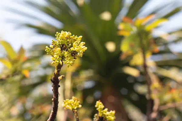 Avocado Flower Plant — Stock Photo, Image