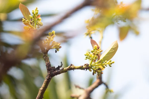 stock image Avocado flower on plant.