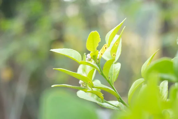 Verse Kaffir Limoenblad Plant — Stockfoto
