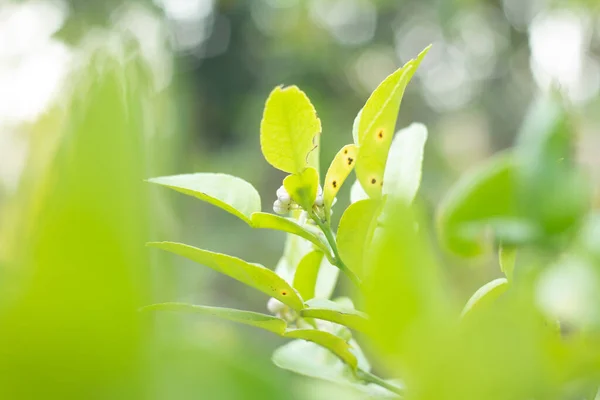 Folha Limão Kaffir Fresca Planta — Fotografia de Stock