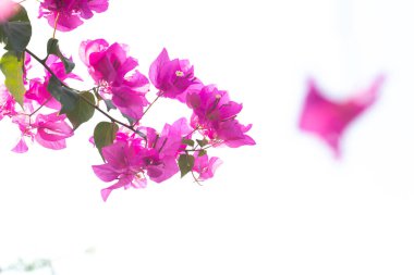 Bitkinin üzerindeki güzel pembe Bougainvillea çiçeği.