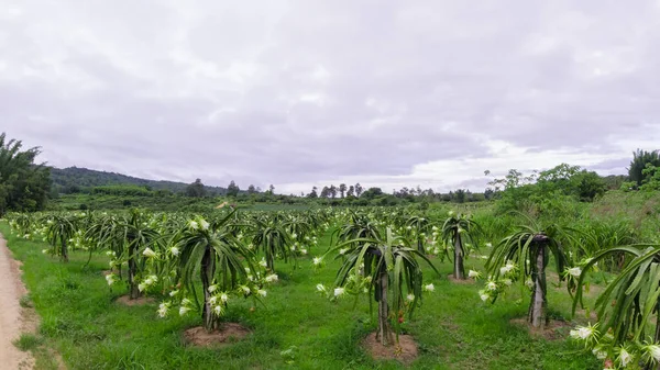 夏にはドラゴンフルーツの花が咲き 開花中のピターヤ畑の風景 ピターヤまたはピターヤは アメリカ先住民のいくつかのサボテン種の果実です — ストック写真