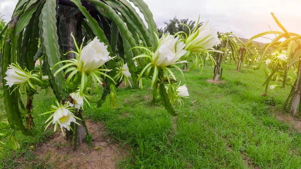 Цветок Дракона Цветет Летом Пейзаж Pitahaya Поле Время Цветения Pitaya — стоковое фото