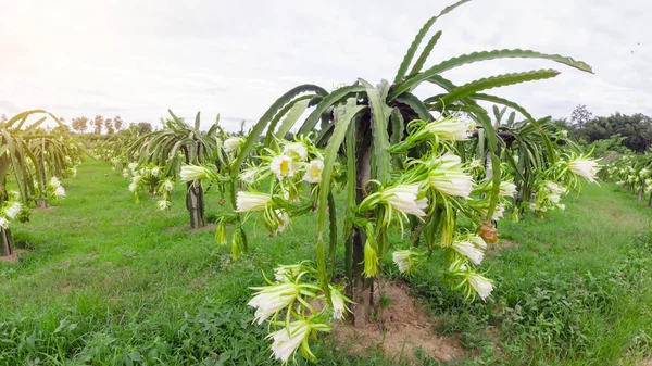 Λουλούδι Dragon Φρούτα Είναι Ανθίζει Καλοκαίρι Τοπίο Του Πεδίου Pitahaya — Φωτογραφία Αρχείου