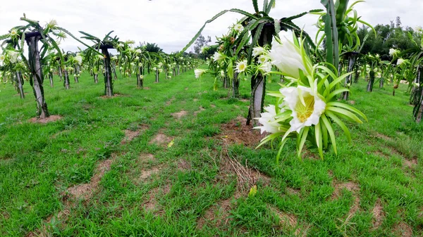 夏にはドラゴンフルーツの花が咲き 開花中のピターヤ畑の風景 ピターヤまたはピターヤは アメリカ先住民のいくつかのサボテン種の果実です — ストック写真