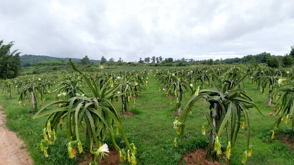 Dragon fruit field or  Landscape of pitahaya field, A pitaya or pitahaya is the fruit of several cactus species indigenous to the Americas.