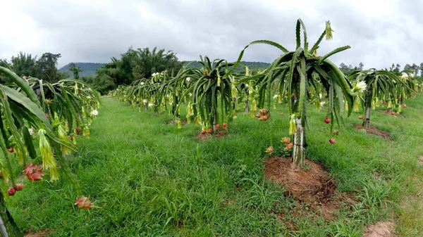 Drachenfruchtfeld Oder Landschaft Des Pitahaya Feldes Eine Pitaya Oder Pitahaya — Stockfoto