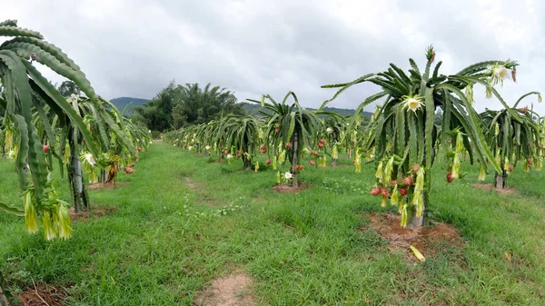 Dragon Fruit Field Landscape Pitahaya Field Pitaya Pitahaya Είναι Καρπός — Φωτογραφία Αρχείου