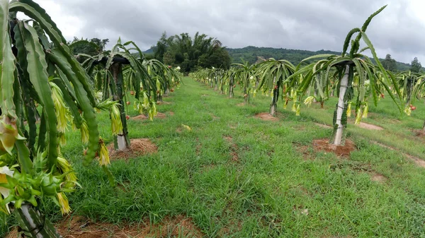 Dragon Fruit Field Landscape Pitahaya Field Pitaya Pitahaya Είναι Καρπός — Φωτογραφία Αρχείου