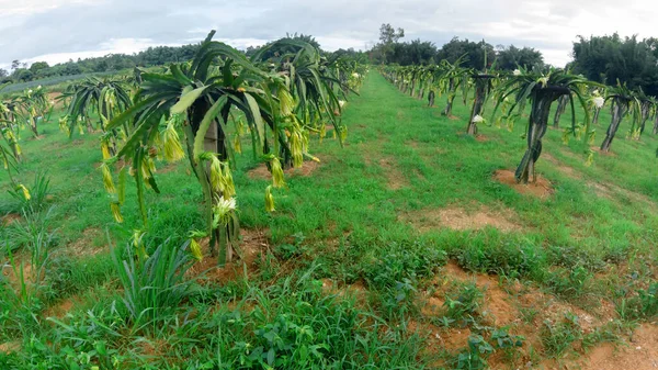 龙果场 Dragon Fruit Field或Landscape Pitahaya Field 是美洲特有的几种仙人掌的果实 — 图库照片