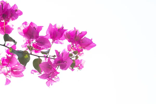 Bitkinin üzerindeki güzel pembe Bougainvillea çiçeği.