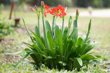 Kırmızı Hippeastrum çiçeği ya da kırmızı Amaryllis çiçekleri yeşil, doğal bulanık arkaplan.