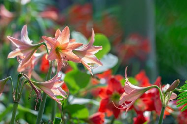 Kırmızı Hippeastrum çiçeği ya da kırmızı Amaryllis çiçekleri yeşil, doğal bulanık arkaplan.