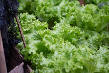 Yakın plan Bahçede yeşil marul sebzeleri.