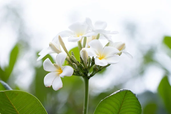 Frangipani Tropical Spa Flower Fiore Plumeria Pianta — Foto Stock