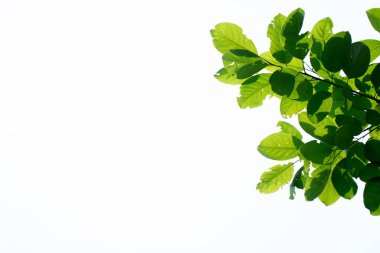 Parlak arkaplanda yeşil tropikal yapraklar.