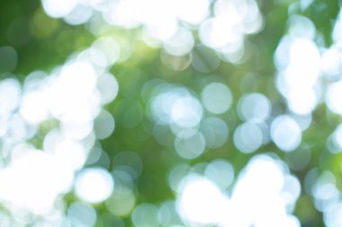 Doğal yeşil yaz arkaplanı için soyut bulanık.