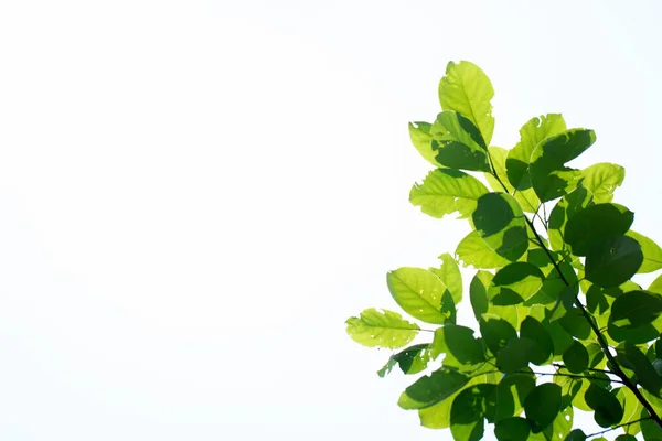 Groene Tropische Bladeren Een Heldere Achtergrond — Stockfoto
