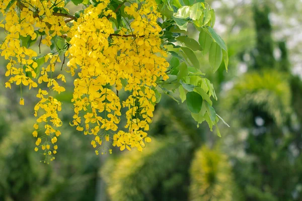 Cassia Fistel Bloemen Gouden Douche Bloem Met Kopieerruimte Voor Natuur — Stockfoto
