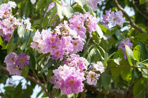 Hermosa Flor Púrpura Lagerstroemia Speciosa — Foto de Stock