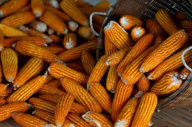 İşlem hasadı bambu sepeti ile kurutulmuş mısır.