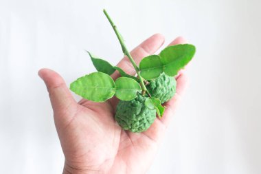 El ele tutuşan Taze Yeşil Kafir Kireç Yaprakları, Asya 'nın yiyeceği için göçmen olan Beyaz Arkaplan' da soyutlandı.